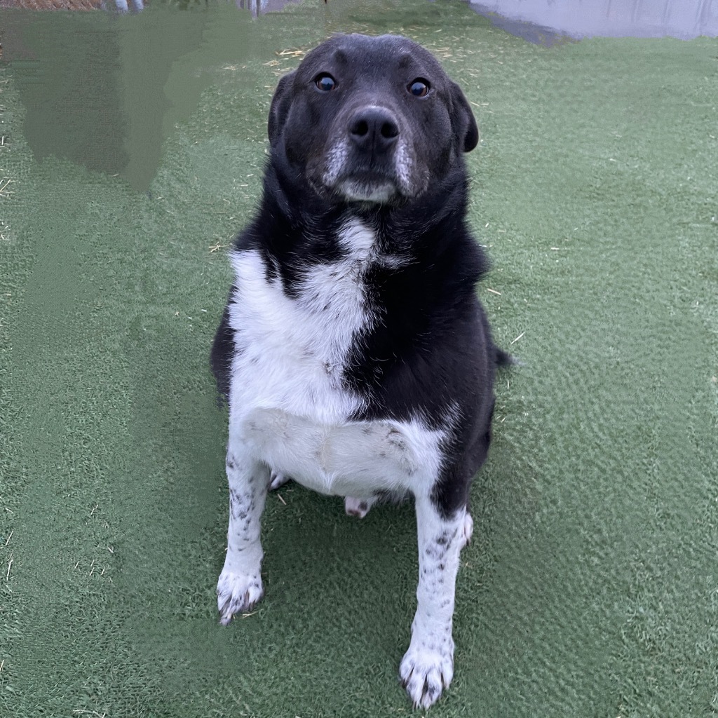 Gully, an adoptable Mixed Breed, Great Pyrenees in Pittsfield, IL, 62363 | Photo Image 3
