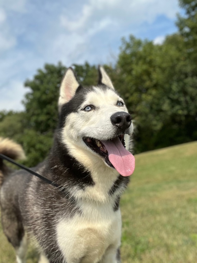 Dog for adoption - Wayne, a Husky in Pittsfield, IL | Petfinder