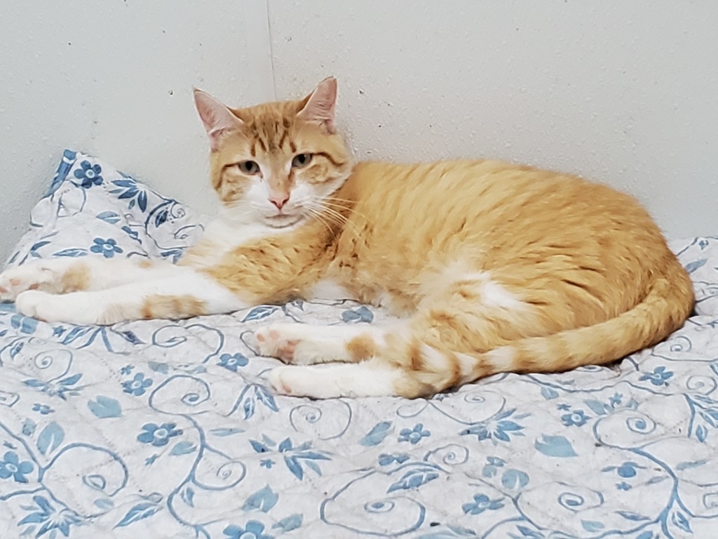 Goliath