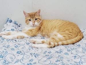 Goliath, Adult Male Domestic Short Hair