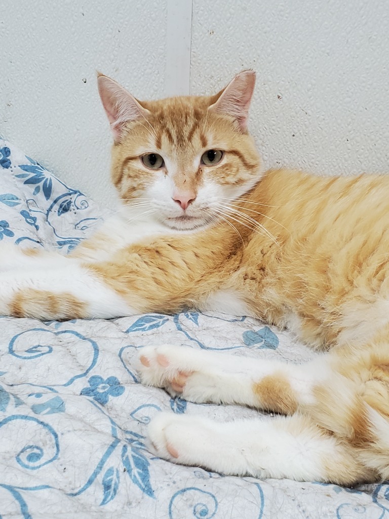 Goliath