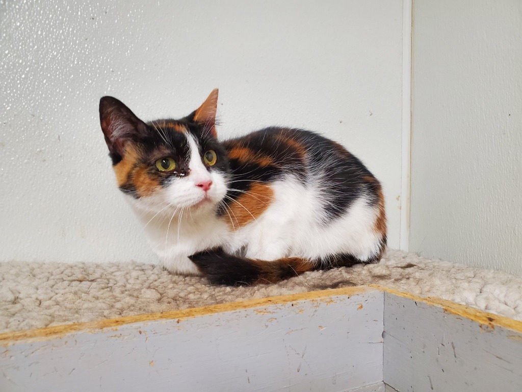 Carla