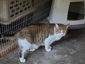 Sally, Adult Female unknown