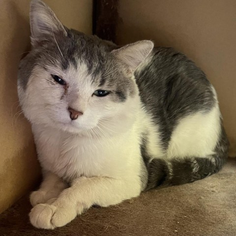 Rodrick bonded with Rachel- Soft and sweet guy! Adoption fee $50 for the pair!, an adoptable Domestic Short Hair, American Shorthair in Flagstaff, AZ, 86004 | Photo Image 1