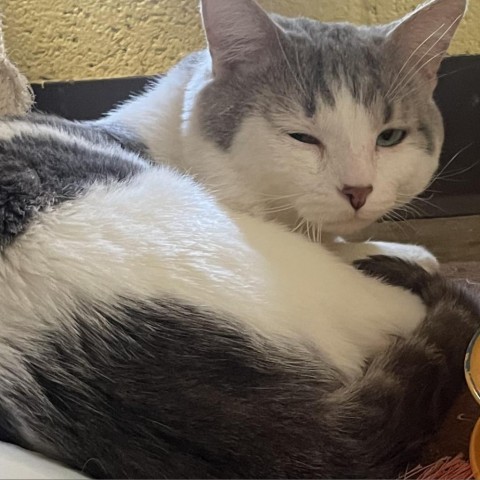 Rodrick bonded with Rachel- Soft and sweet guy! Adoption fee $50 for the pair!, an adoptable Domestic Short Hair, American Shorthair in Flagstaff, AZ, 86004 | Photo Image 3