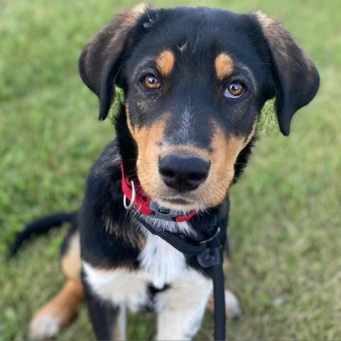 Boba, an adoptable Mixed Breed in Lions Bay, BC, V0N 2E0 | Photo Image 1