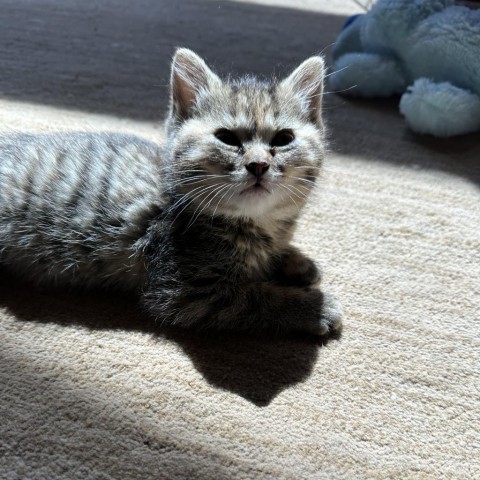 Larue, an adoptable Domestic Medium Hair in Priest River, ID, 83856 | Photo Image 4