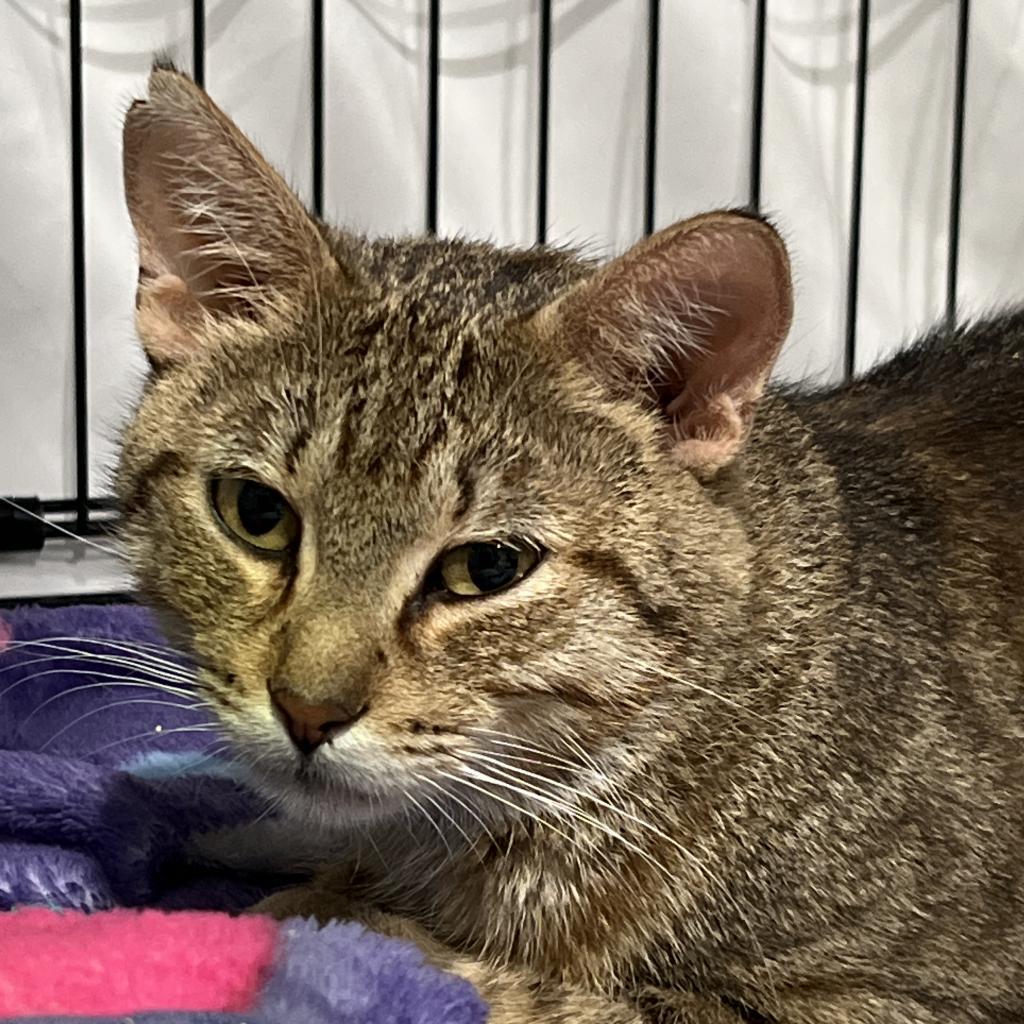 Indi, an adoptable Domestic Short Hair in Bismarck, ND, 58507 | Photo Image 1