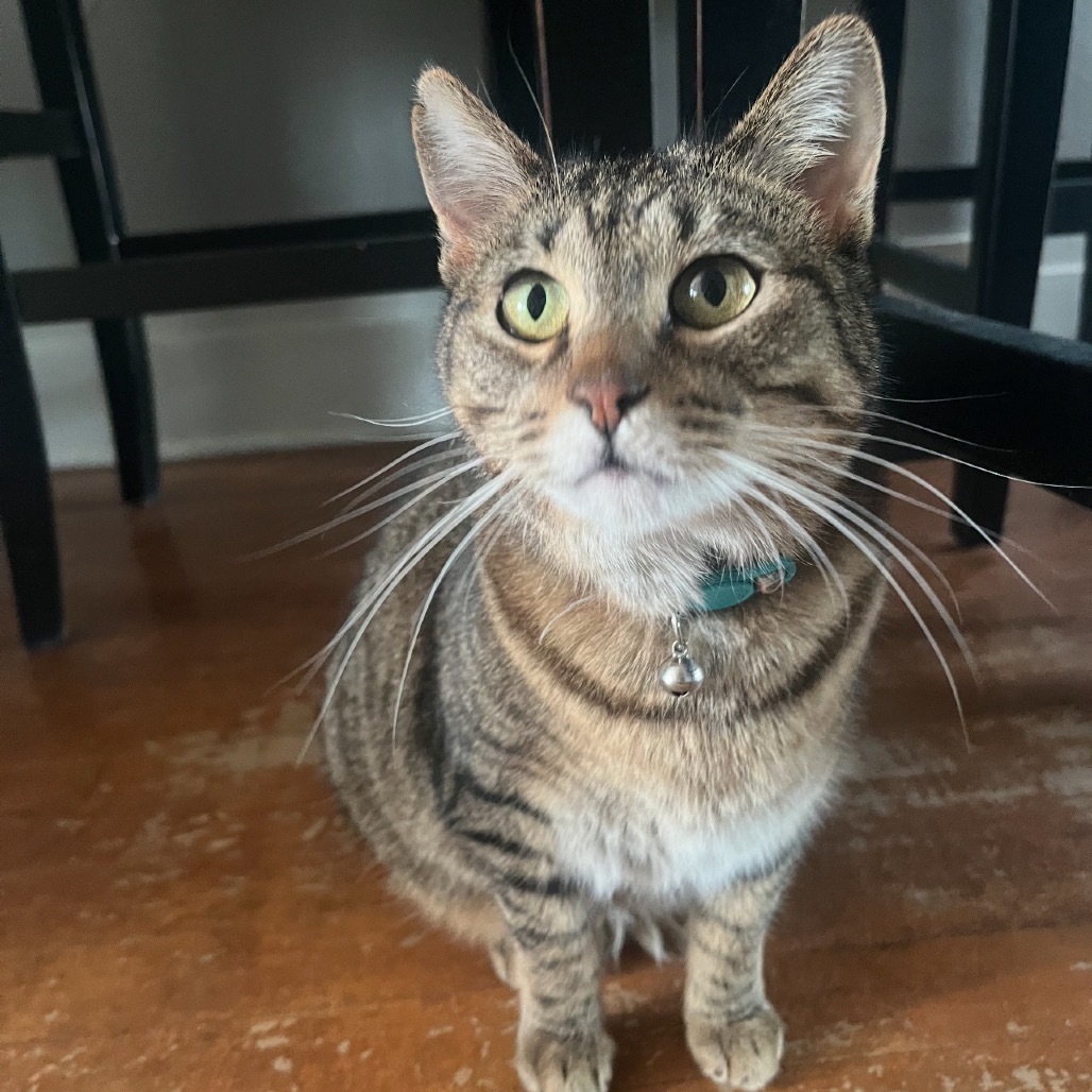 Indi, an adoptable Domestic Short Hair in Bismarck, ND, 58507 | Photo Image 1