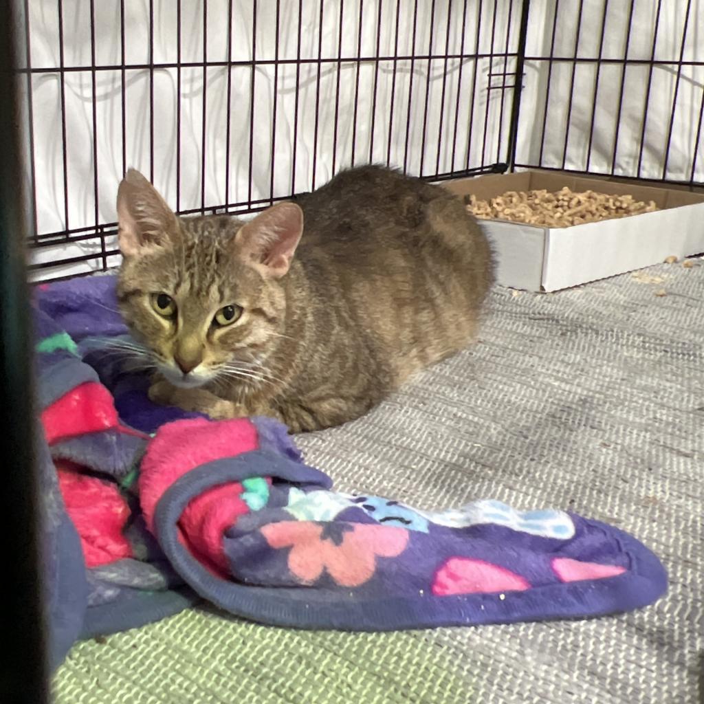 Indi, an adoptable Domestic Short Hair in Bismarck, ND, 58507 | Photo Image 3
