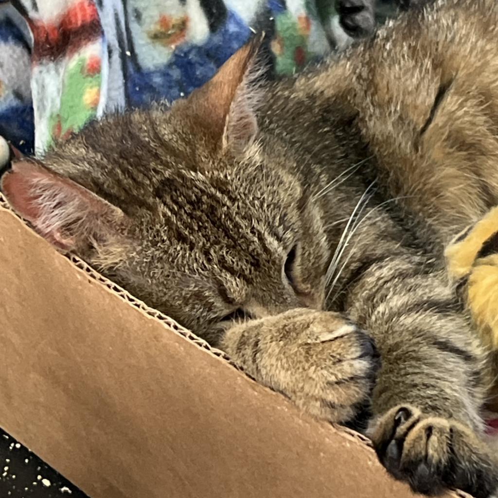 Indi, an adoptable Domestic Short Hair in Bismarck, ND, 58507 | Photo Image 4