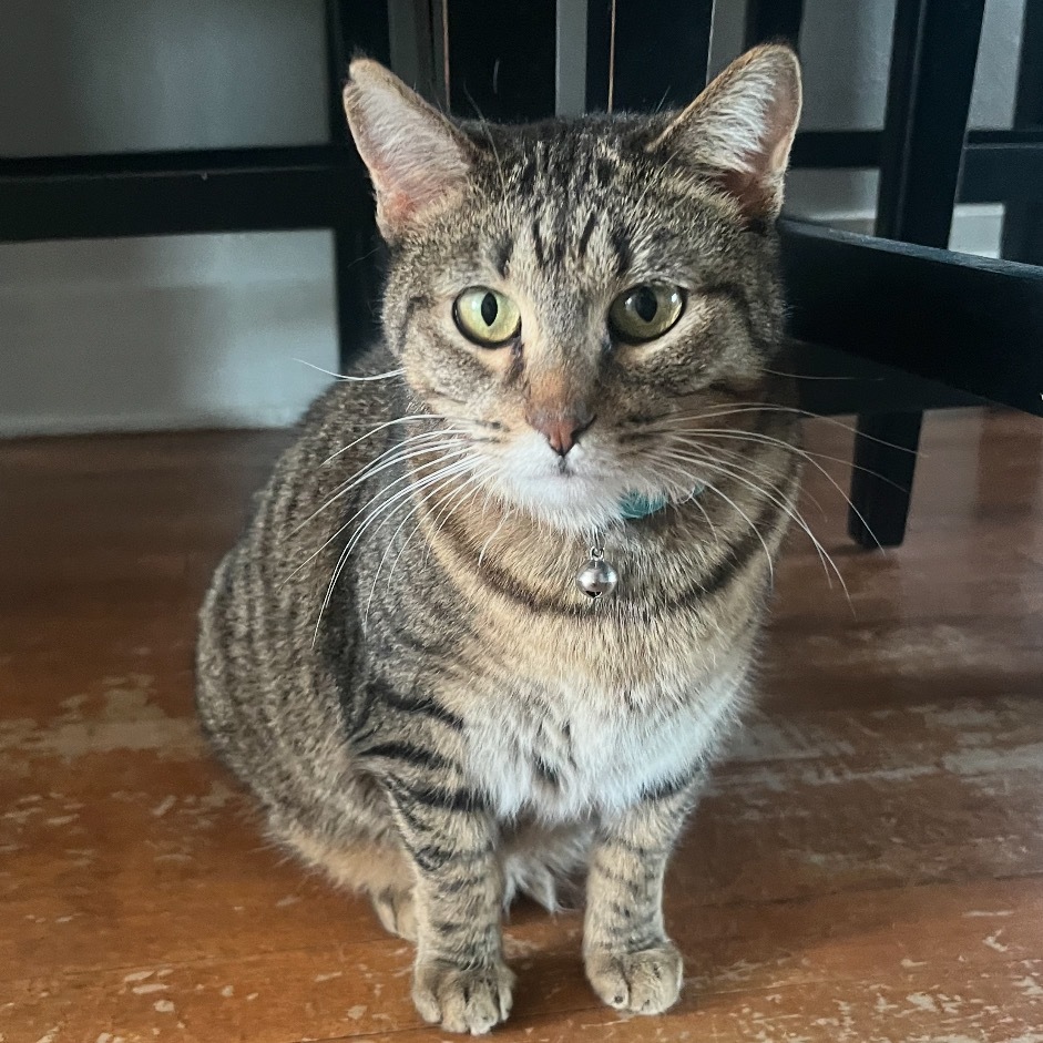 Indi, an adoptable Domestic Short Hair in Bismarck, ND, 58507 | Photo Image 5