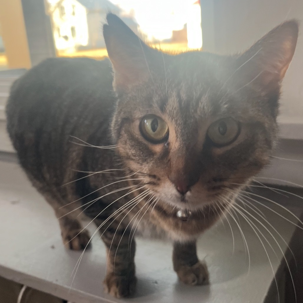 Indi, an adoptable Domestic Short Hair in Bismarck, ND, 58507 | Photo Image 6