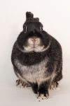 Starbear photo 3