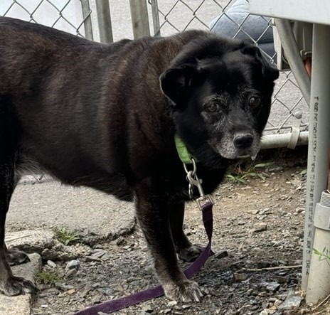 Bella, an adoptable Affenpinscher in Pine Grove, PA, 17963 | Photo Image 1