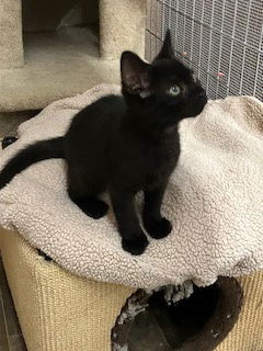 Apollo