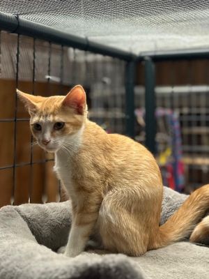 Blaze, Young Male Domestic Medium Hair