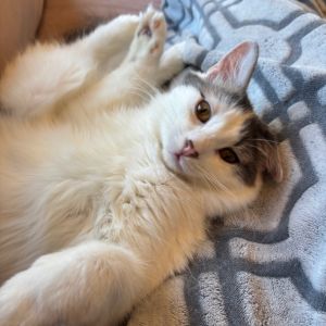 Paco is a sweet shy boy who looks like a fluffy marshmallow and has a heart of gold Hes a