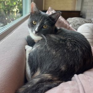 Penny Domestic Short Hair Cat