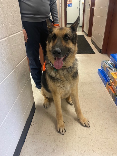 Scout, an adoptable German Shepherd Dog in Rock Springs, WY, 82901 | Photo Image 1