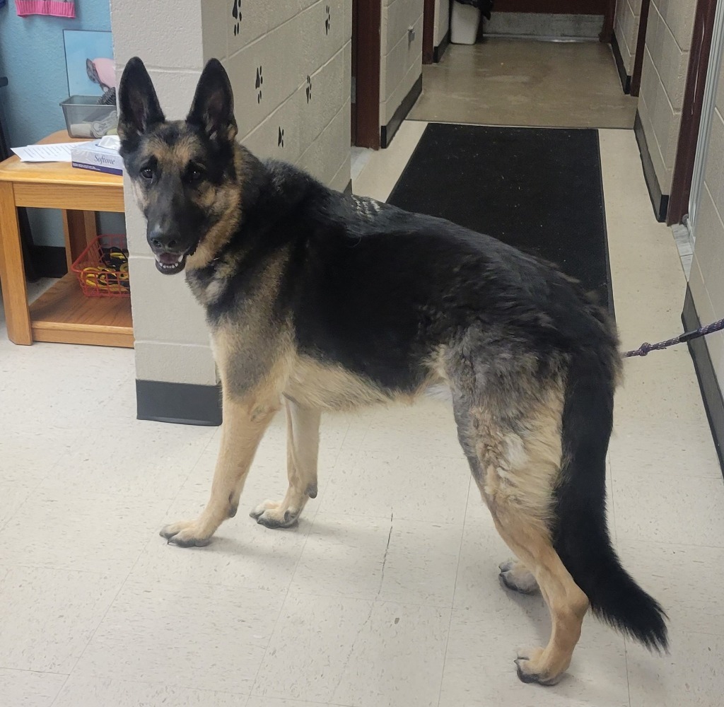 Scout, an adoptable German Shepherd Dog in Rock Springs, WY, 82901 | Photo Image 2