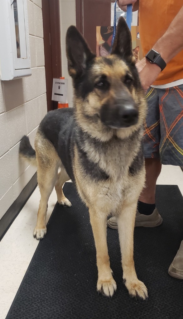 Scout, an adoptable German Shepherd Dog in Rock Springs, WY, 82901 | Photo Image 3