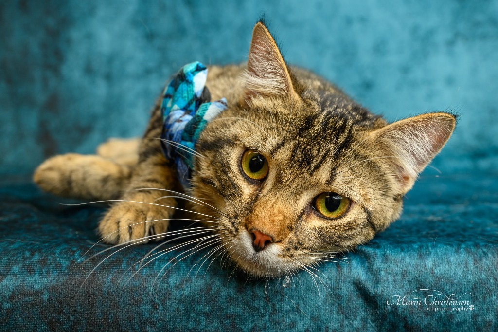 Hagrid, an adoptable Domestic Medium Hair in Rock Springs, WY, 82901 | Photo Image 1