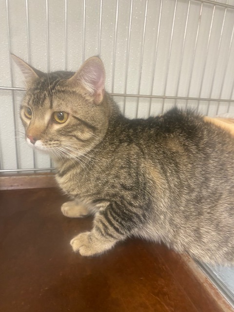 Hagrid, an adoptable Domestic Medium Hair in Rock Springs, WY, 82901 | Photo Image 2