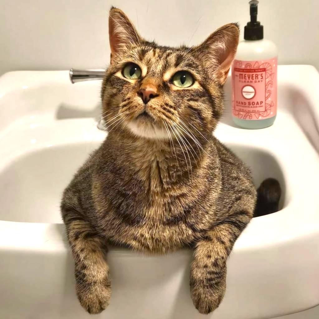 Fiji, an adoptable Domestic Short Hair in Brighton, MO, 65617 | Photo Image 1