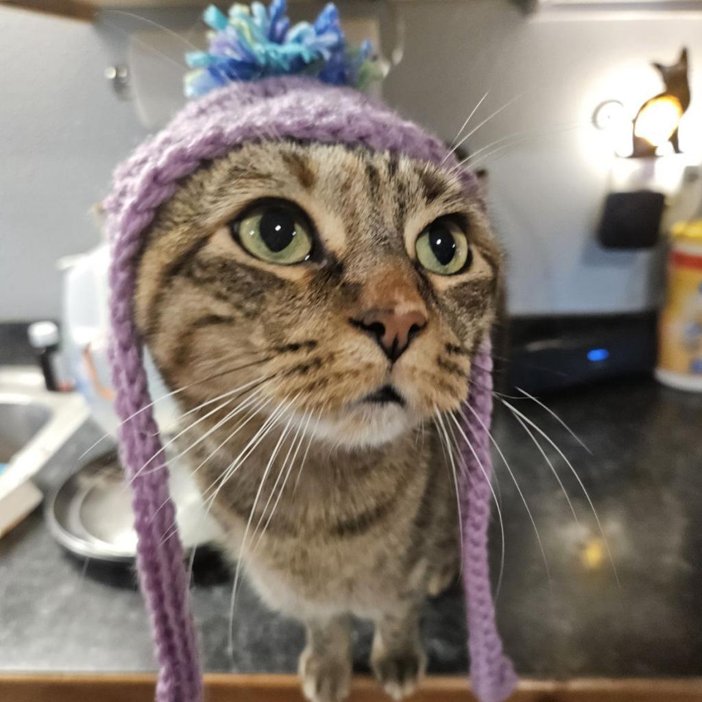 Fiji, an adoptable Domestic Short Hair in Brighton, MO, 65617 | Photo Image 2