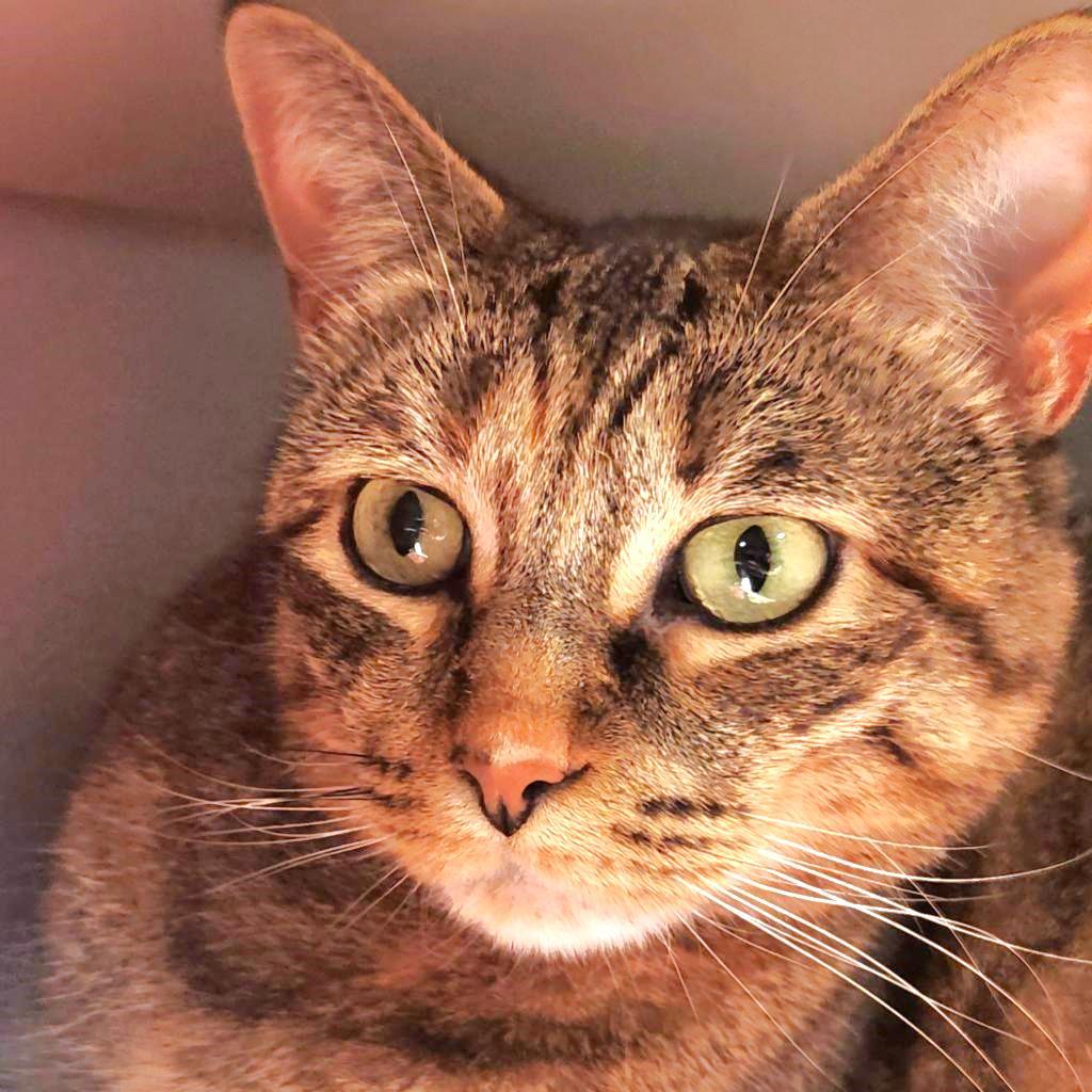 Fiji, an adoptable Domestic Short Hair in Brighton, MO, 65617 | Photo Image 3