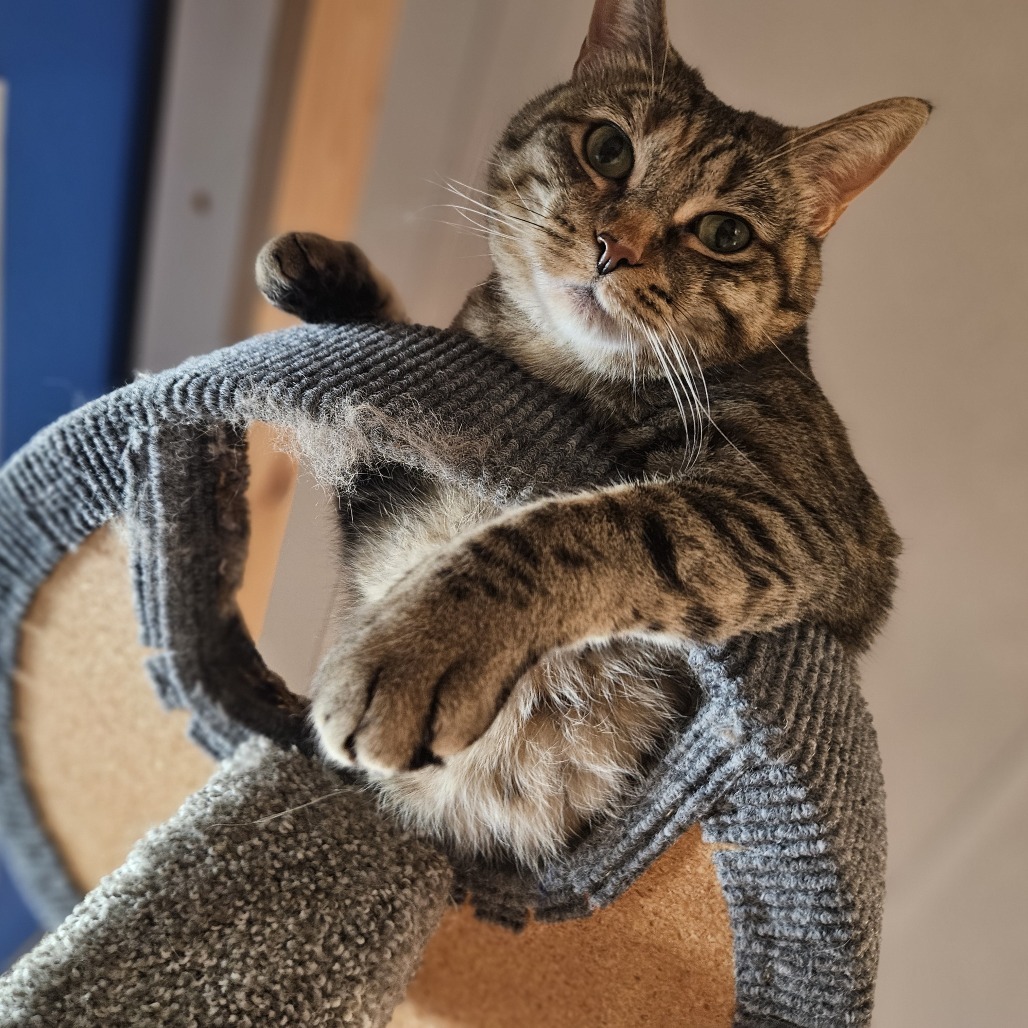 Fiji, an adoptable Domestic Short Hair in Brighton, MO, 65617 | Photo Image 3