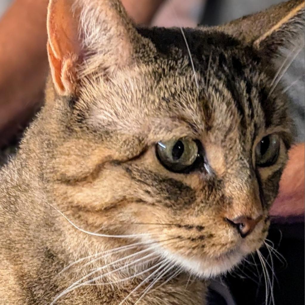 Fiji, an adoptable Domestic Short Hair in Brighton, MO, 65617 | Photo Image 4