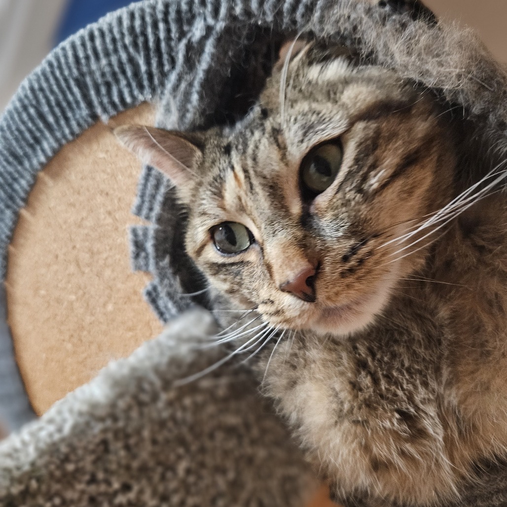 Fiji, an adoptable Domestic Short Hair in Brighton, MO, 65617 | Photo Image 4