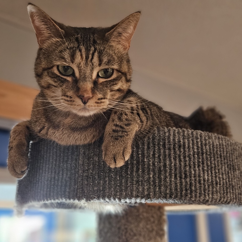 Fiji, an adoptable Domestic Short Hair in Brighton, MO, 65617 | Photo Image 5
