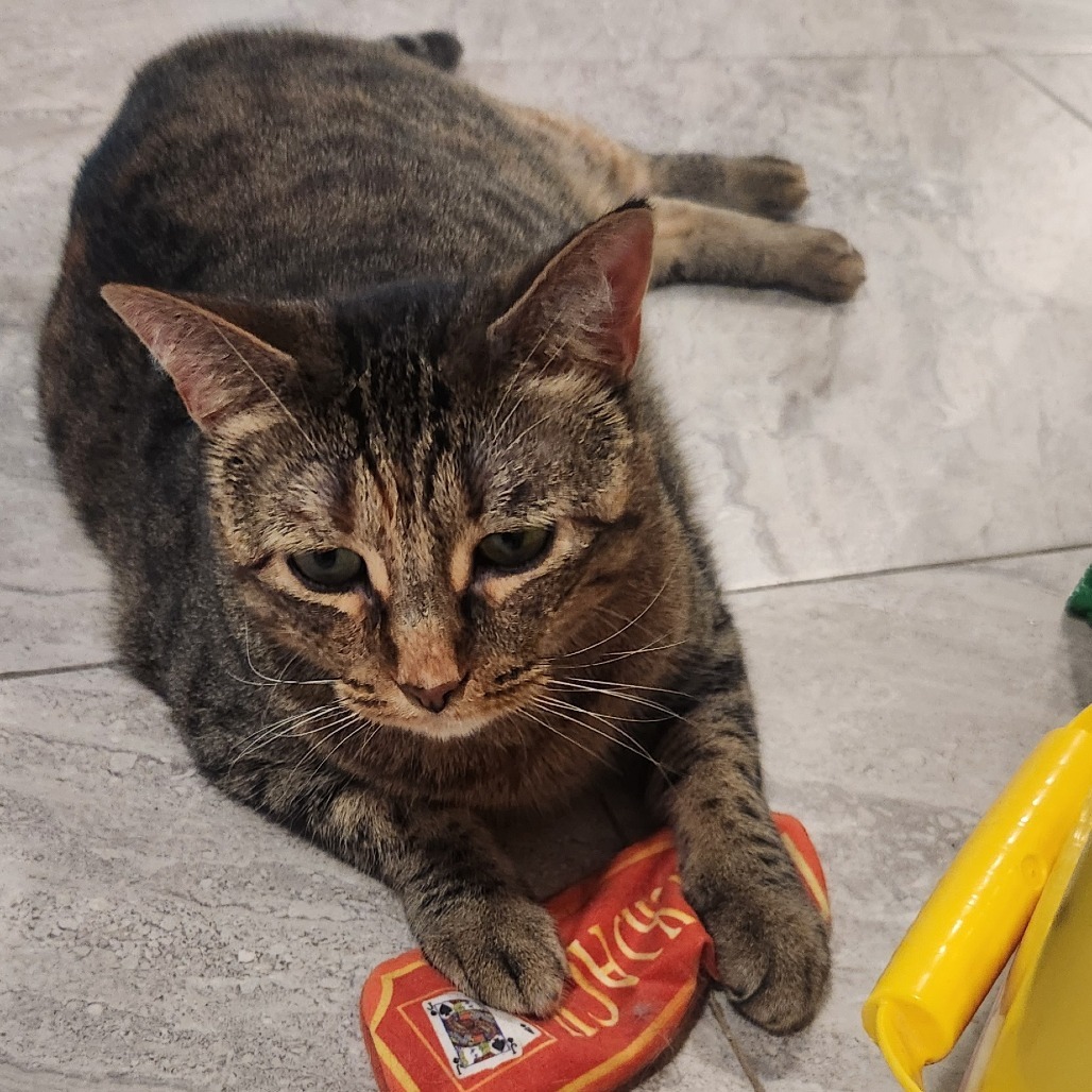 Fiji, an adoptable Domestic Short Hair in Brighton, MO, 65617 | Photo Image 5