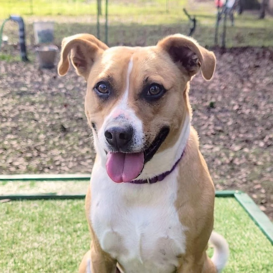 Ted E. Bear, an adoptable Mixed Breed in Redwood Valley, CA, 95470 | Photo Image 1
