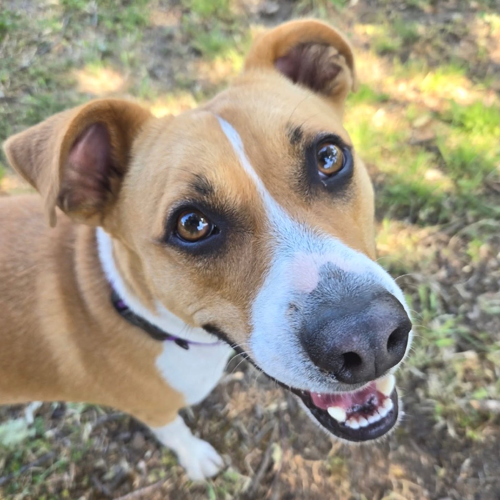 Ted E. Bear, an adoptable Mixed Breed in Redwood Valley, CA, 95470 | Photo Image 1