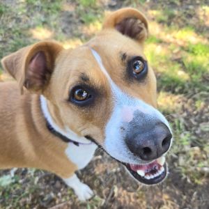 Ted E. Bear, Adult Male Mixed Breed