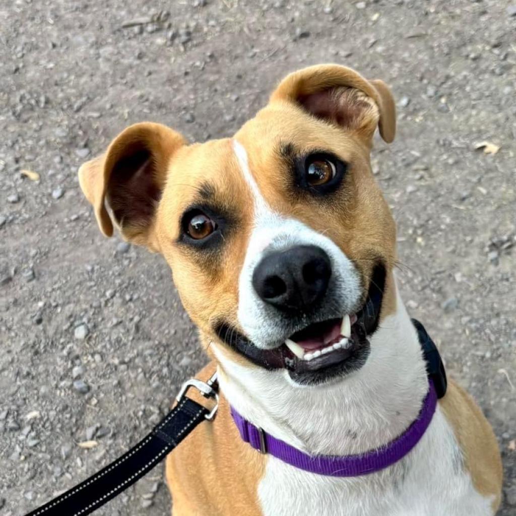 Ted E. Bear, an adoptable Mixed Breed in Redwood Valley, CA, 95470 | Photo Image 2