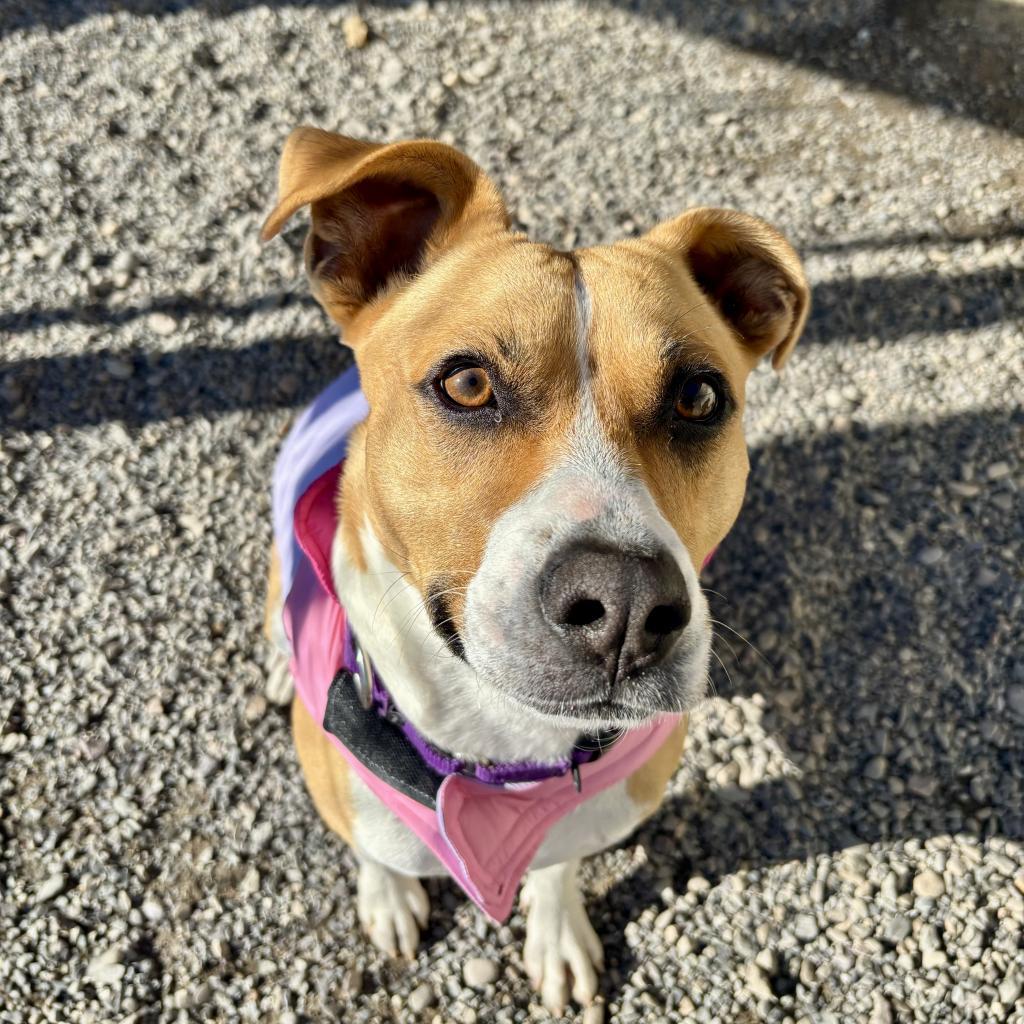 Ted E. Bear, an adoptable Mixed Breed in Redwood Valley, CA, 95470 | Photo Image 3