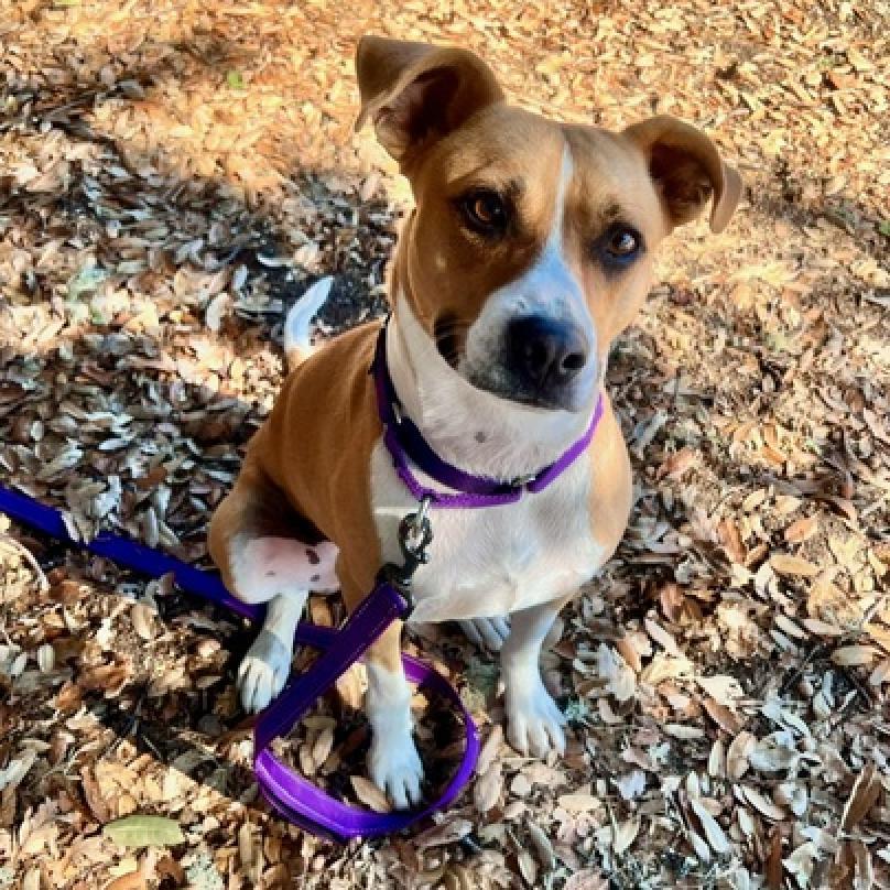 Ted E. Bear, an adoptable Mixed Breed in Redwood Valley, CA, 95470 | Photo Image 4