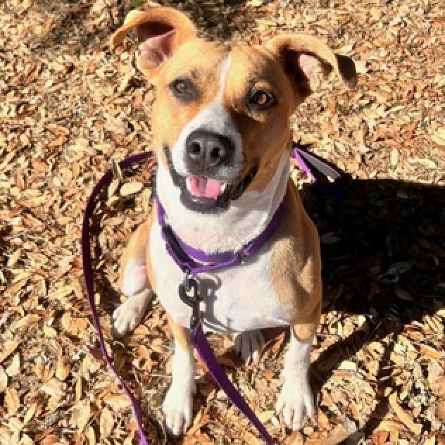 Ted E. Bear, an adoptable Mixed Breed in Redwood Valley, CA, 95470 | Photo Image 5