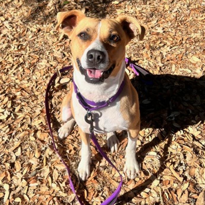 Ted E. Bear, an adoptable Mixed Breed in Redwood Valley, CA, 95470 | Photo Image 6