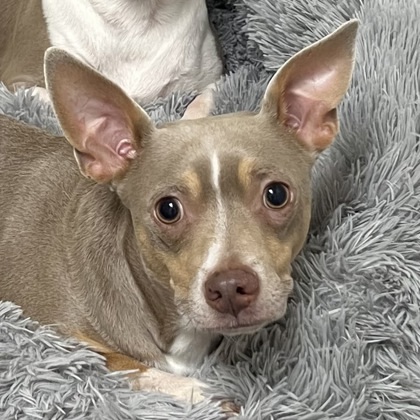 Roscoe