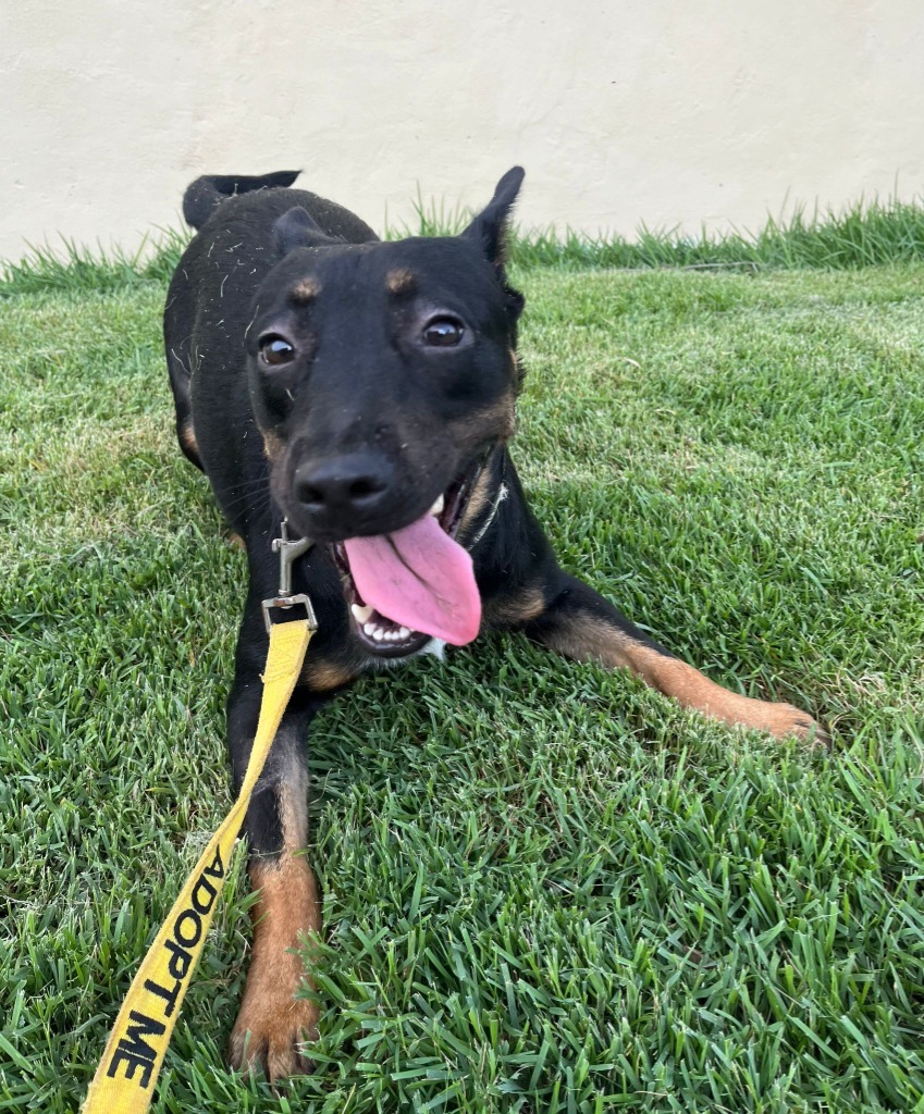 Suerte, an adoptable Mixed Breed in San Juan de Abajo, NAY, 63732 | Photo Image 1