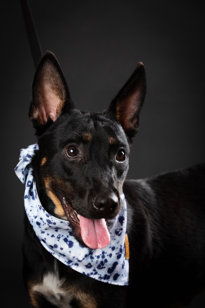 Suerte, an adoptable Mixed Breed in San Juan de Abajo, NAY, 63732 | Photo Image 2