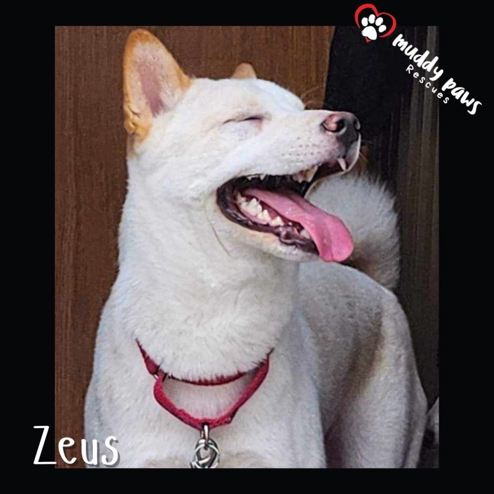 Zeus