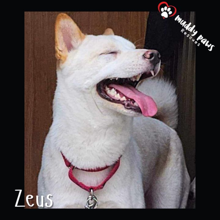 Zeus 2