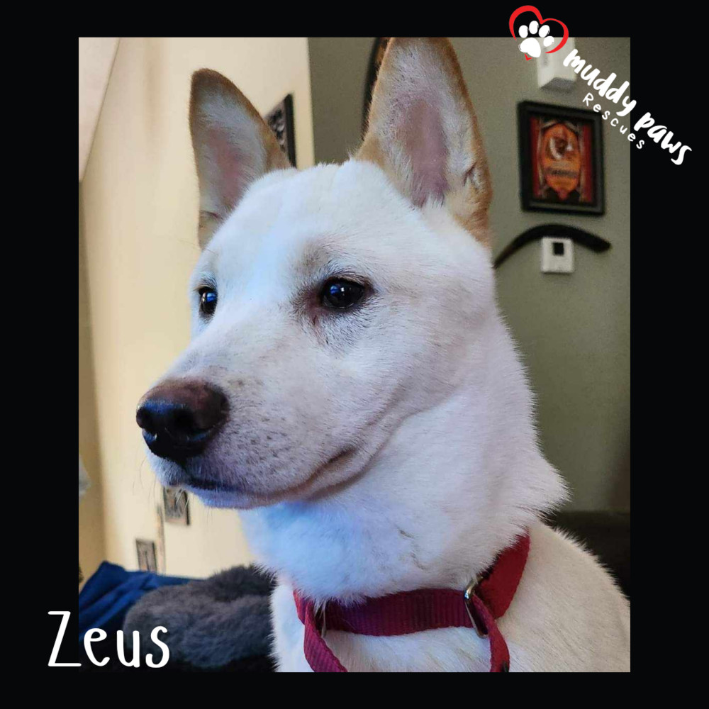 Zeus